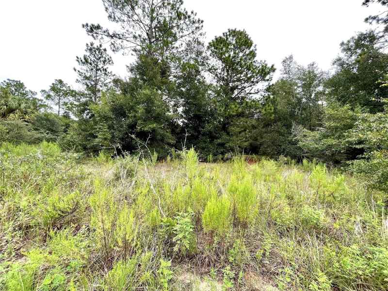 BEGONIA CT