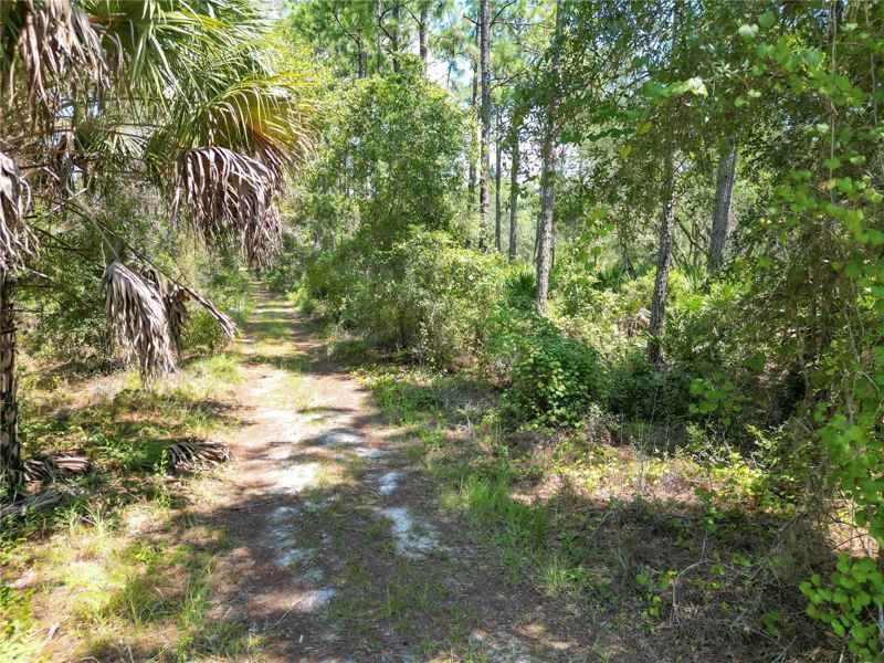 313 TALL PINE TRL